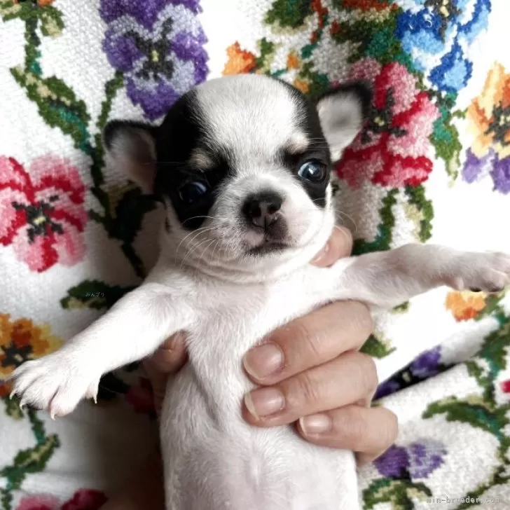 チワワ(スムース)【福岡県・女の子・2025年10月2日・パーティ】の写真1