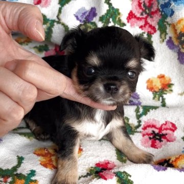 チワワ(ロング)【福岡県・男の子・2025年10月2日・ブラックタン】の写真「まんまる可愛い男の子🩷」