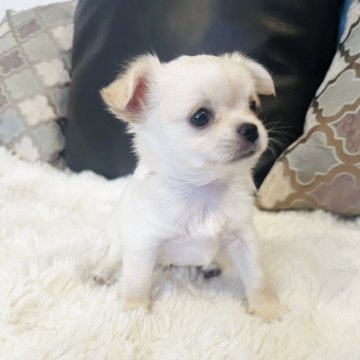 チワワ(ロング)【福岡県・男の子・2025年6月27日・クリーム】の写真「優しいお顔のぼくちゃん💖」