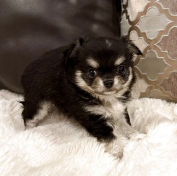 チワワ(ロング)【福岡県・男の子・2025年10月4日・ブラックタン】の写真「イケメンぼくちゃん💖」