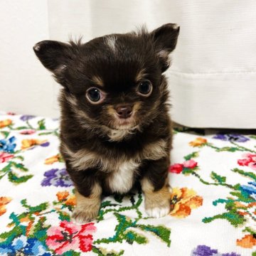 チワワ(ロング)【福岡県・男の子・2025年3月14日・チョコタン】の写真「甘々チョコカラー🩷」