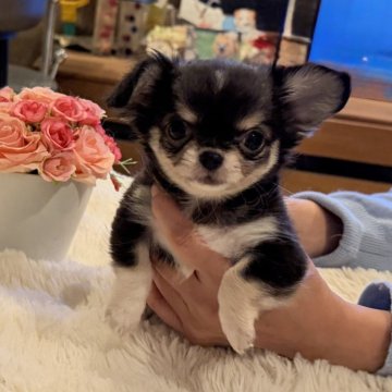 チワワ(ロング)【福岡県・男の子・2025年10月9日・ブラック&ホワイト】の写真「華やかな中カラーのイケメン王子💖」