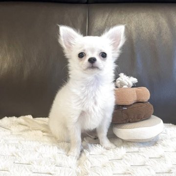 チワワ(ロング)【福岡県・男の子・2025年6月28日・ホワイト&クリーム】の写真「タレ目で可愛いぼく🩷」