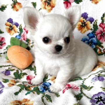 チワワ(ロング)【福岡県・男の子・2025年8月13日・ホワイト】の写真「真っ白なぼくちゃん💖」