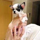 チワワ(スムース)