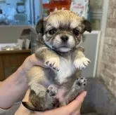 チワワ(ロング)