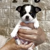 チワワ(ロング)