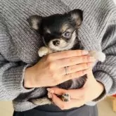 チワワ(ロング)