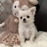 チワワ(ロング)