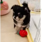 チワワ(ロング)【福岡県・男の子・2025年10月4日・ブラックタン】の写真2「イケメン王子💖」