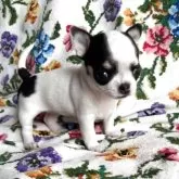 チワワ(スムース)【福岡県・女の子・2025年10月2日・パーティ】の写真2