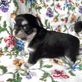 チワワ(ロング)【福岡県・女の子・2025年10月4日・ブラックタン】の写真4