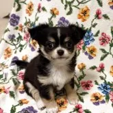 チワワ(ロング)【福岡県・女の子・2025年10月4日・ブラック&ホワイト】の写真5