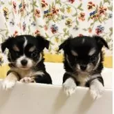 チワワ(ロング)【福岡県・女の子・2025年10月4日・ブラック&ホワイト】の写真4「左⬅️女の子、右➡️男の子」