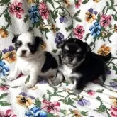 チワワ(ロング)【福岡県・女の子・2025年10月4日・ブラックタン】の写真6「兄弟です💖」