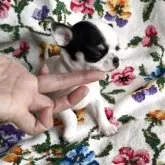 チワワ(スムース)【福岡県・女の子・2025年10月2日・パーティ】の写真6