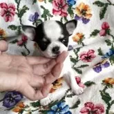 チワワ(スムース)【福岡県・女の子・2025年10月2日・パーティ】の写真7