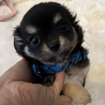 チワワ(ロング)【福岡県・男の子・2024年5月10日・ブラックタン&クリーム】の写真「すぐお腹見せて甘えます❤️7/6〜お迎え可能」