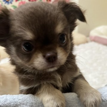 チワワ(ロング)【福岡県・男の子・2024年5月10日・チョコタン&クリーム】の写真「これはもう、可愛いすぎる❤️探してる方は急いで❤️」