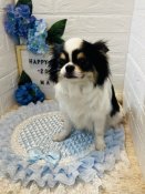 チワワ(ロング)【・女の子・2021年10月27日・パーティ】