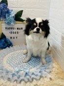 チワワ(ロング)【・女の子・2021年10月27日・パーティ】