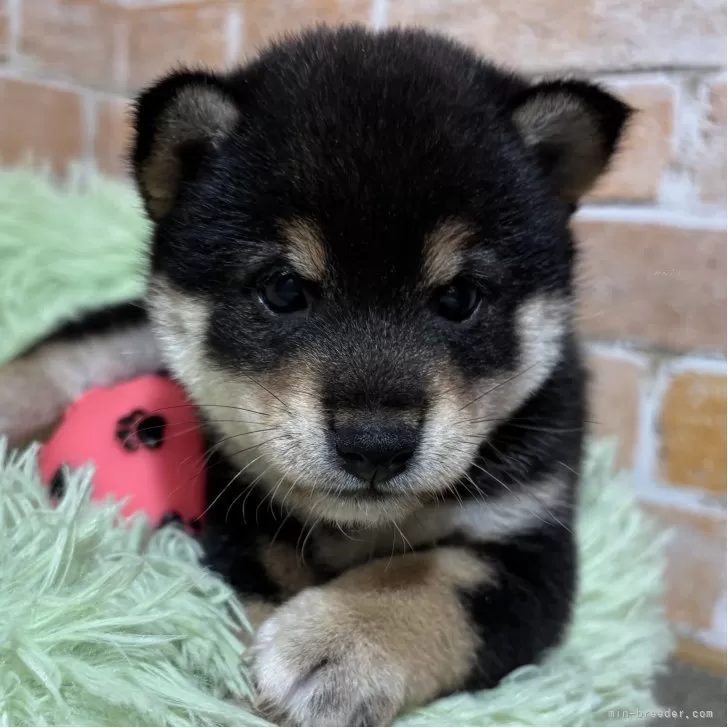 豆柴【奈良県・男の子・2025年9月25日・黒】の写真1