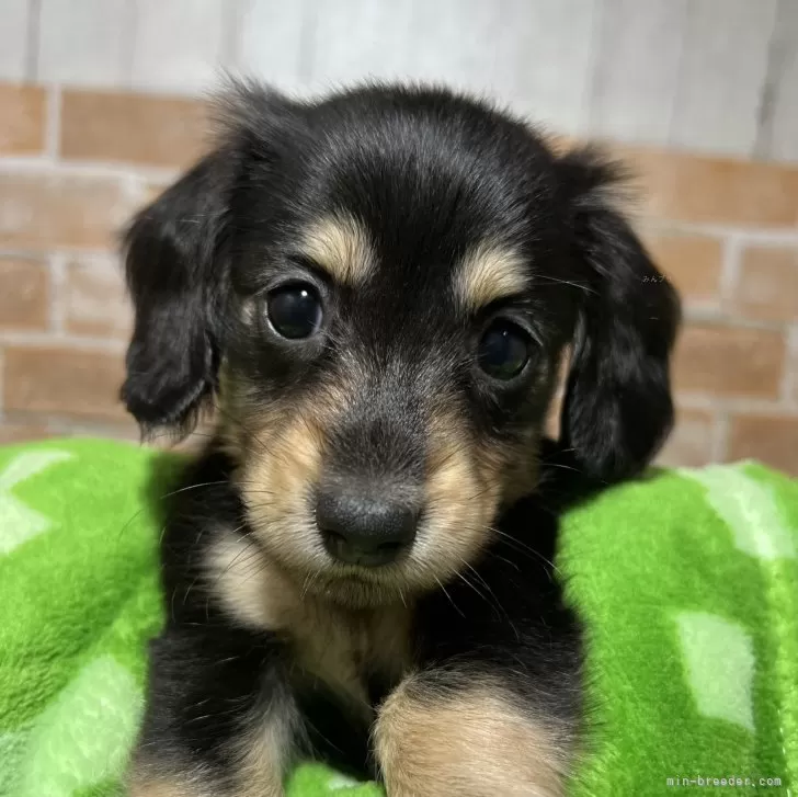 ID:2502-02423の子犬