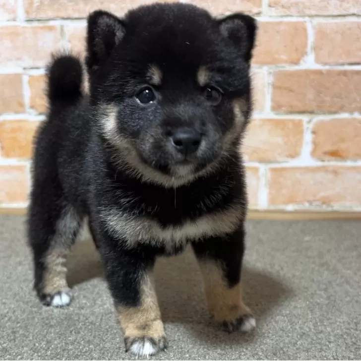 ID:2507-08456の子犬