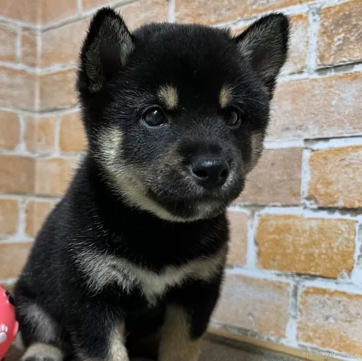T.K 様のお迎えした子犬