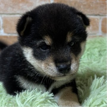 豆柴【奈良県・男の子・2025年9月25日・黒】の写真「両親GM1クリア」