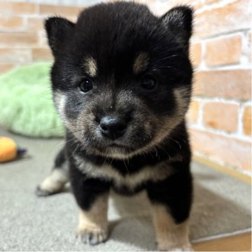 豆柴【奈良県・男の子・2025年9月15日・黒】の写真「両親GM1クリア」