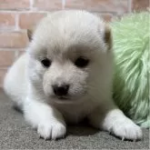 豆柴