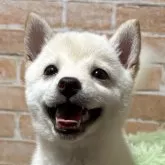 豆柴