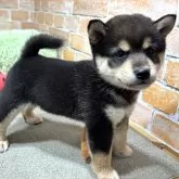 豆柴【奈良県・男の子・2025年9月25日・黒】の写真1