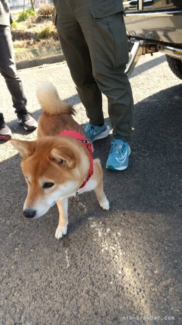 藤澤光昭ブリーダーのブログ：Ｋ様ご愛犬と一緒にお立ち寄り下さいました！