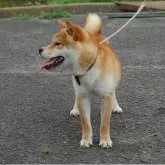 柴犬(標準サイズ)【香川県・男の子・2024年9月30日・赤毛】の写真12