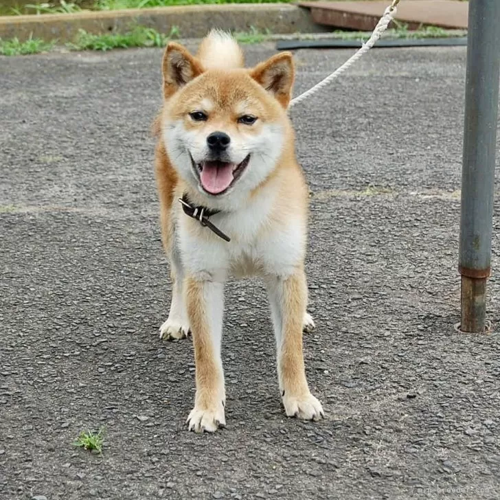 柴犬(標準サイズ)【香川県・男の子・2024年9月30日・赤毛】の写真1