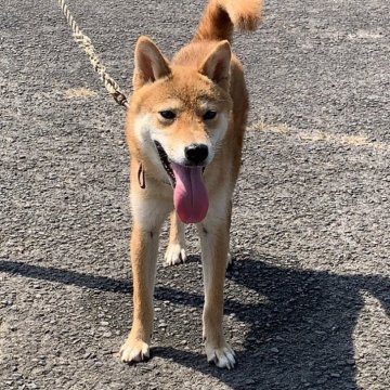 柴犬(標準サイズ)【香川県・男の子・2024年11月19日・赤毛】の写真「赤柴の男の子」