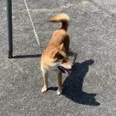 柴犬(標準サイズ)【香川県・男の子・2024年11月19日・赤毛】の写真4