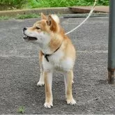 柴犬(標準サイズ)【香川県・男の子・2024年9月30日・赤毛】の写真8