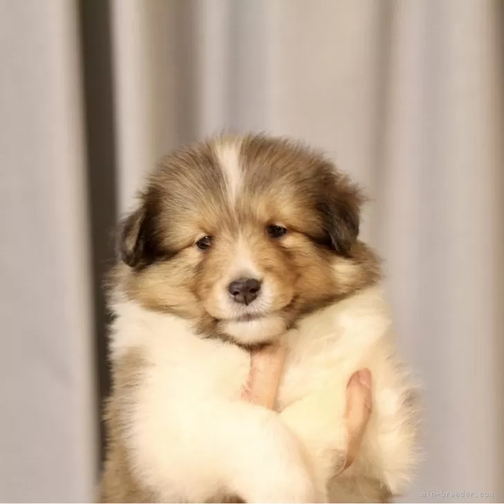 tomas2324 様のお迎えした子犬