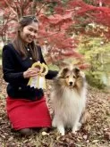シェットランドシープドッグ【和歌山県・男の子・2025年3月28日・セーブル&ホワイト】の写真6「父犬:JKCチャンピオン&JCCグランドチャンピオン」