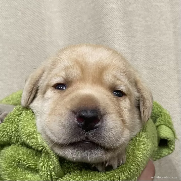 C.Y 様のお迎えした子犬