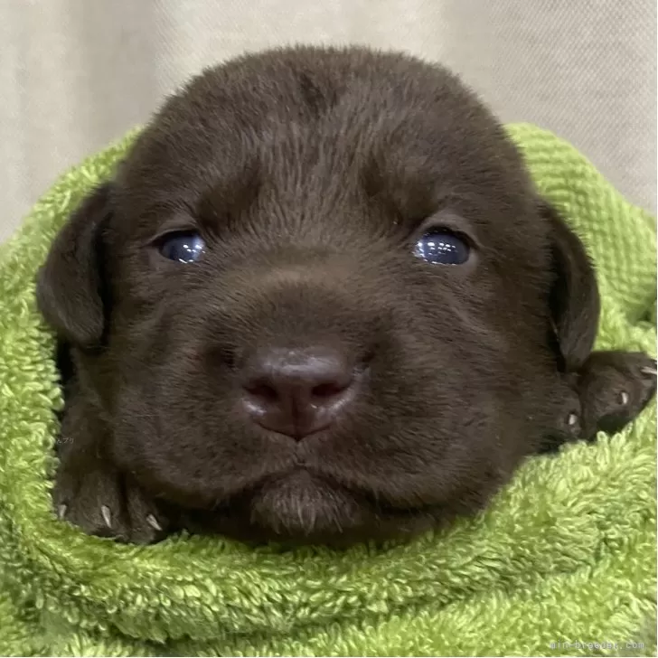 ID：2509-05223の子犬