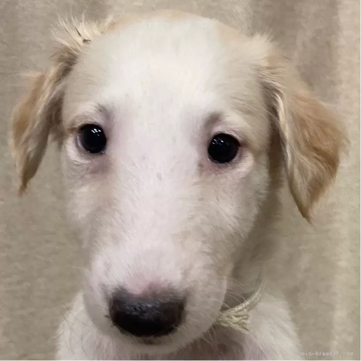 ID：2508-01426の子犬