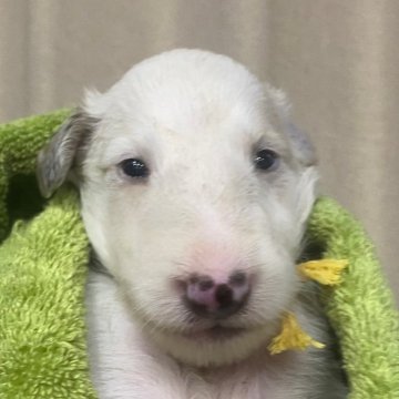 ボルゾイ【岐阜県・男の子・2025年7月14日・ホワイトレモン】の写真「可愛らしい子です！」