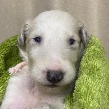ボルゾイ【岐阜県・男の子・2025年7月14日・ホワイトレモン】の写真「可愛らしい子です！」