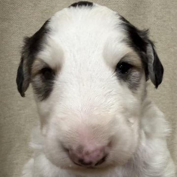 ボルゾイ【岐阜県・男の子・2025年11月26日・ホワイト&ブラックタン】の写真「可愛らしい子です！」