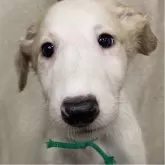ボルゾイ