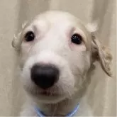 ボルゾイ